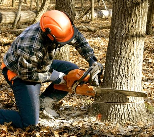 Tree Removal in Cobb, WI